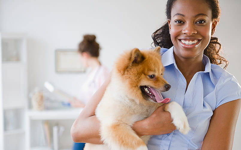 Pet therapy hot sale services