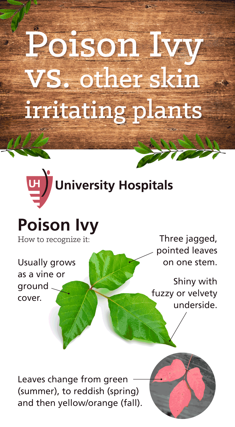 Infographic: Poison Ivy versus Other Skin Irritating Plants