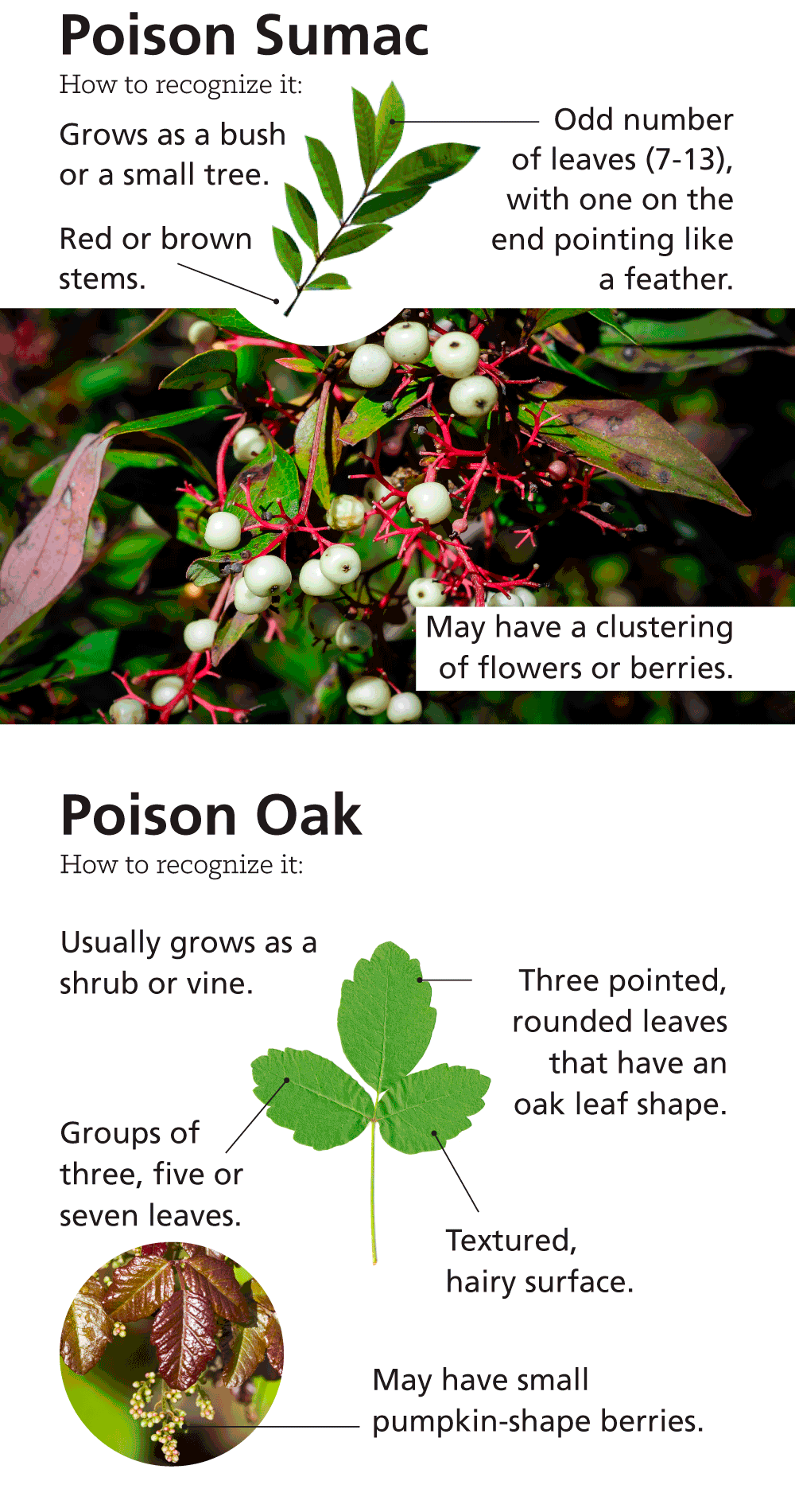 Infographic: Poison Ivy versus Other Skin Irritating Plants