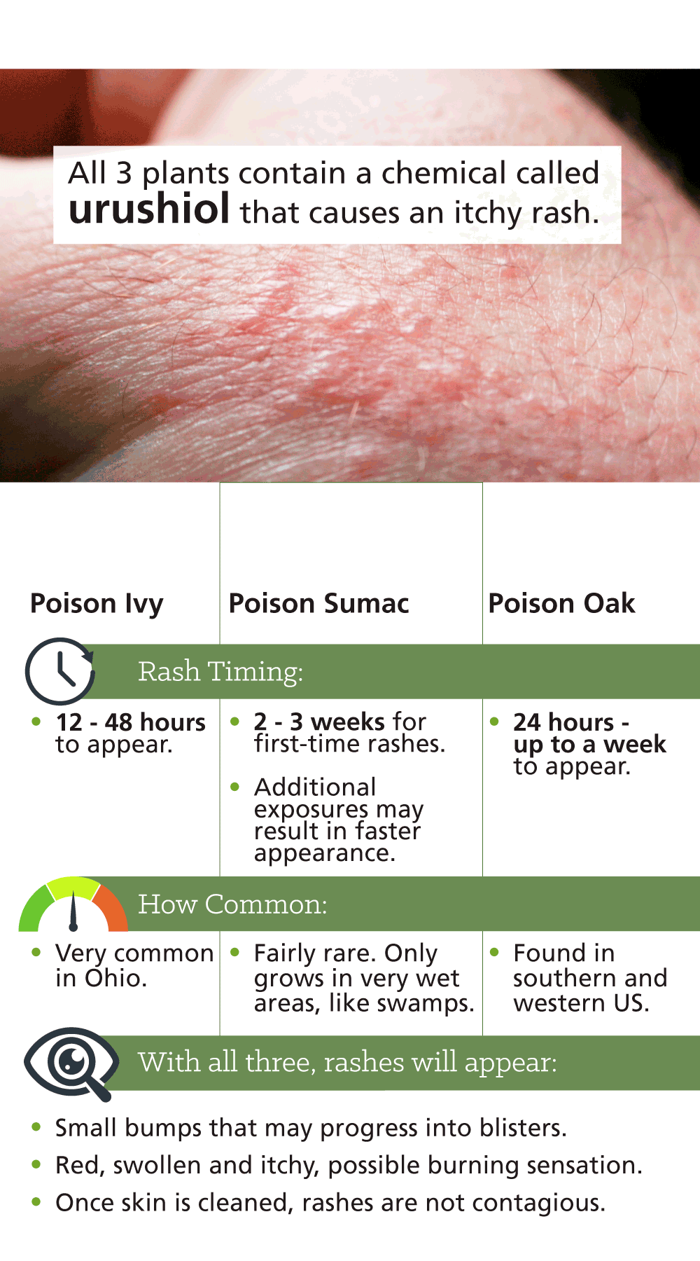 Infographic: Poison Ivy versus Other Skin Irritating Plants