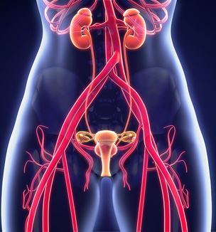 Female urological anatomy illustration