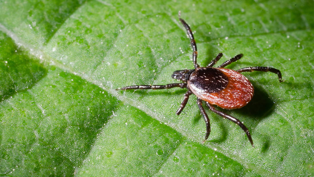 How Ticks Find You and Spread Disease | University Hospitals